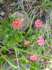 Jamesbrittenia breviflora