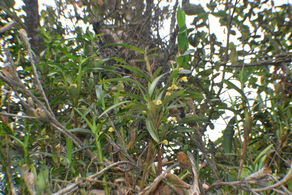Maxillaria acervata