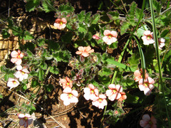 Jamesbrittenia dentatisepala