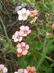 Jamesbrittenia dentatisepala