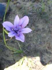 Moraea inclinata