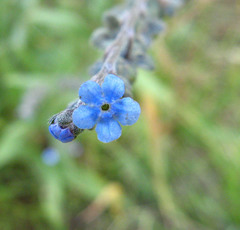 Myosotis semiamplexicaulis