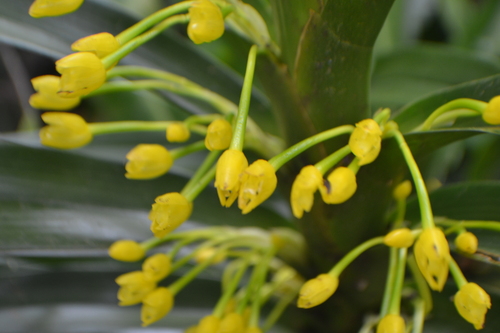 Golden Tiger Orchid (Maxillaria aurea)