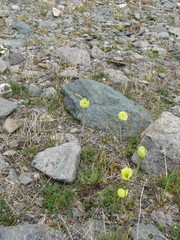 Papaver paucistaminum