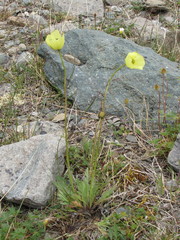 Papaver paucistaminum