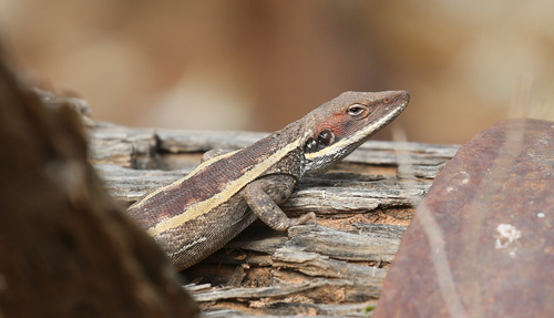 Long-nosed Dragon