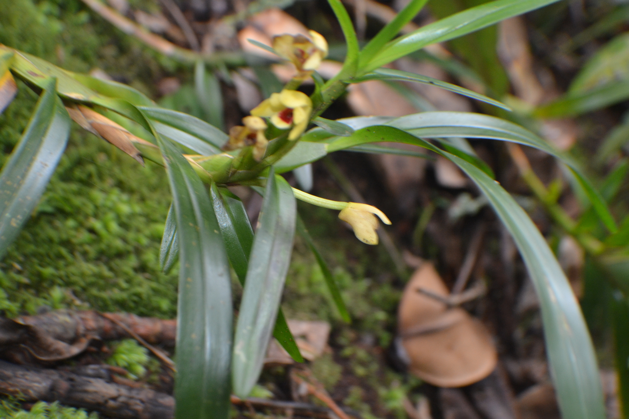 Maxillaria acervata