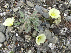 Papaver polare