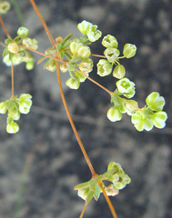 Psammotropha