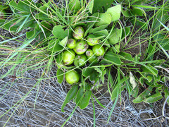 Pygmaeothamnus