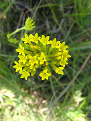 Sebaea sedoides