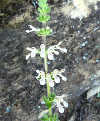 Stachys kuntzei