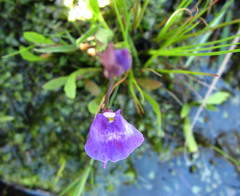 Utricularia livida