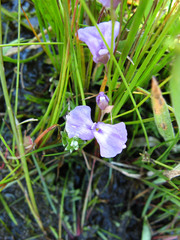 Utricularia livida