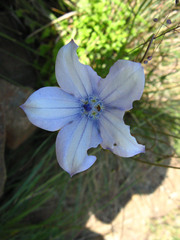 Wahlenbergia cuspidata