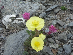 Papaver pulvinatum