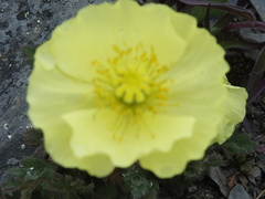 Papaver pulvinatum