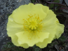Papaver pulvinatum