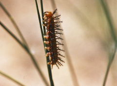 Acraea neobule neobule