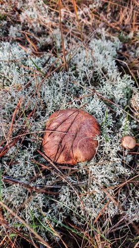 Purple-veiled Slippery Jack