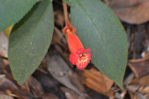Wooly kohleria (Kohleria hirsuta)