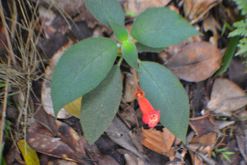 Kohleria hirsuta, photograph 6