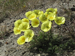 Papaver pulvinatum