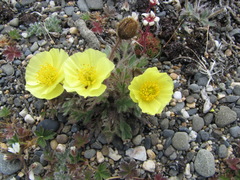 Papaver pulvinatum