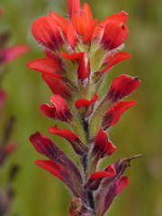 Castilleja hirsuta