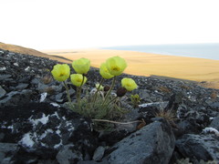 Papaver pulvinatum