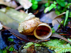 Cyclophorus formosaensis