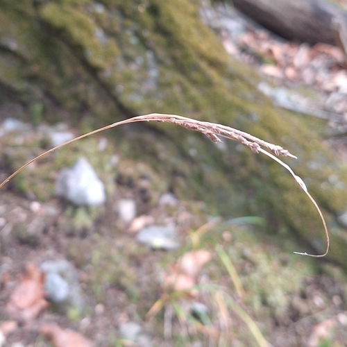 ribbed sedge (Carex virescens)