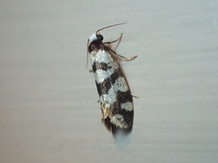 Lepidoscia characota