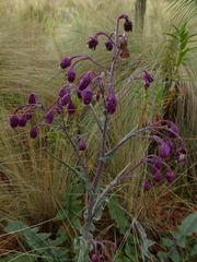 Senecio roseus