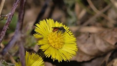 Nomada fabriciana