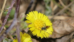 Nomada fabriciana