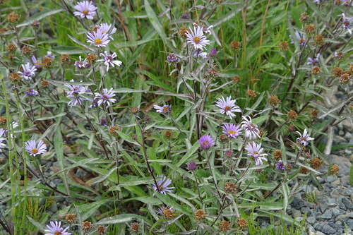Leafy Aster