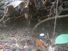 Leucocoprinus cretaceus