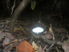 Leucocoprinus cretaceus