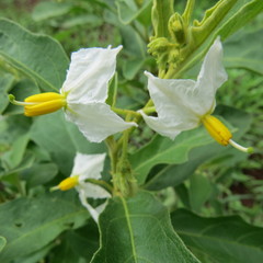 Solanum incanum