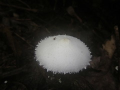Leucocoprinus cretaceus