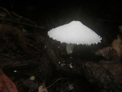 Leucocoprinus cretaceus