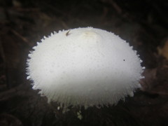 Leucocoprinus cretaceus