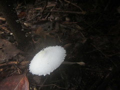 Leucocoprinus cretaceus