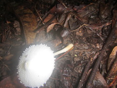 Leucocoprinus cretaceus