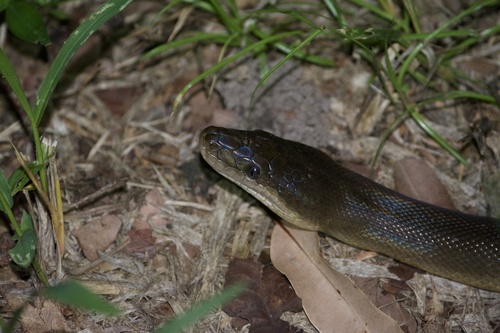 Photo of a Brown Water Python (Liasis fuscus)