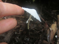 Leucocoprinus cretaceus