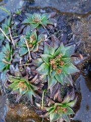 Plantago muelleri