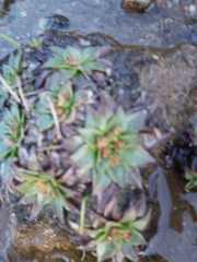Plantago muelleri