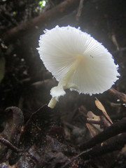 Leucocoprinus cretaceus